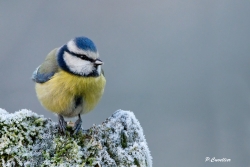 fait frisquet !!!!