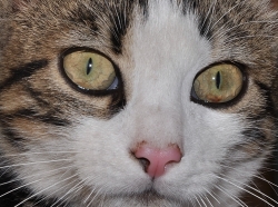 T'as de beaux yeux tu sais!...