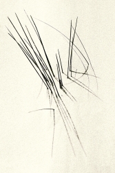 Jardin zen I