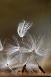 Sylphide (2)