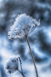 Fleur de givre, de Mich.G : 18 points (3 votes)