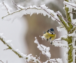 Abri de givre, de throm1 : 67 points (10 votes)