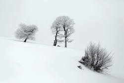 Valse blanche à quatre temps, de donibane64 : 115 points (15 votes)