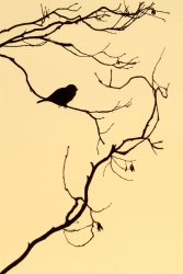 Ornithographie