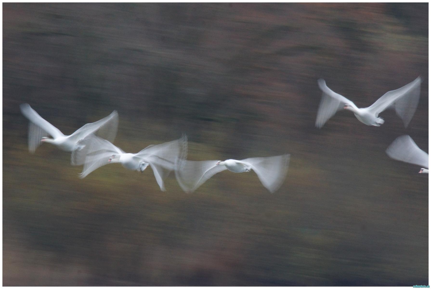 Envol de cygnes