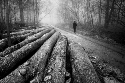 L'homme de la forêt