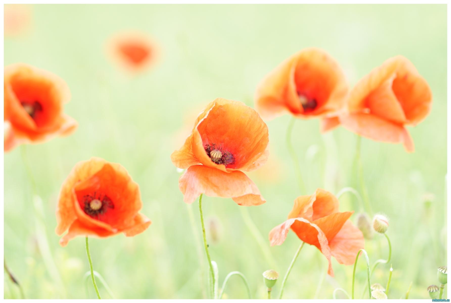 Gentil coquelicot mesdames....