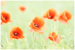 Gentil coquelicot mesdames....