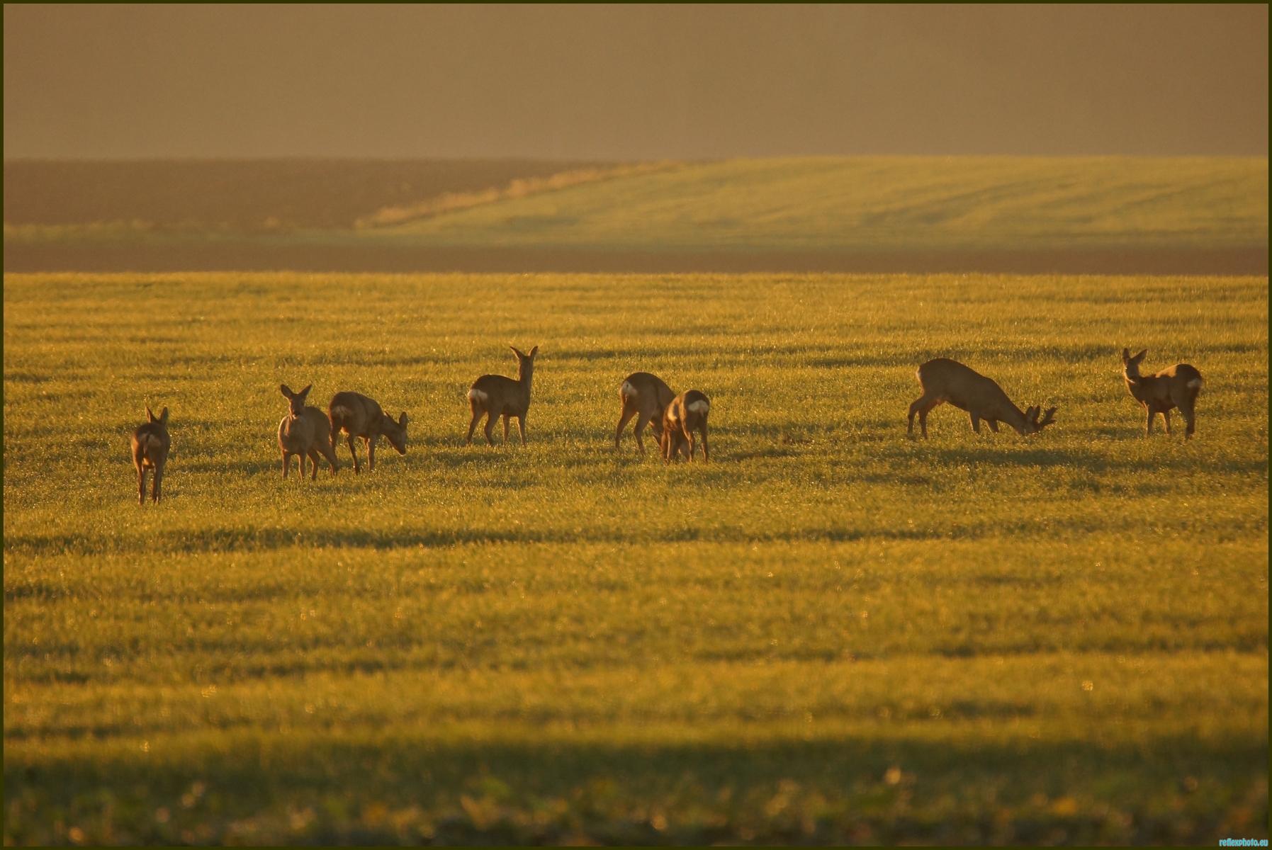 chevreuils de plaine le matin..