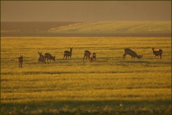 chevreuils de plaine le matin..
