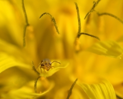 Boules de pollens