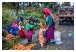 Récolte de carottes en Equateur, de JPP : 73 points (11 votes)