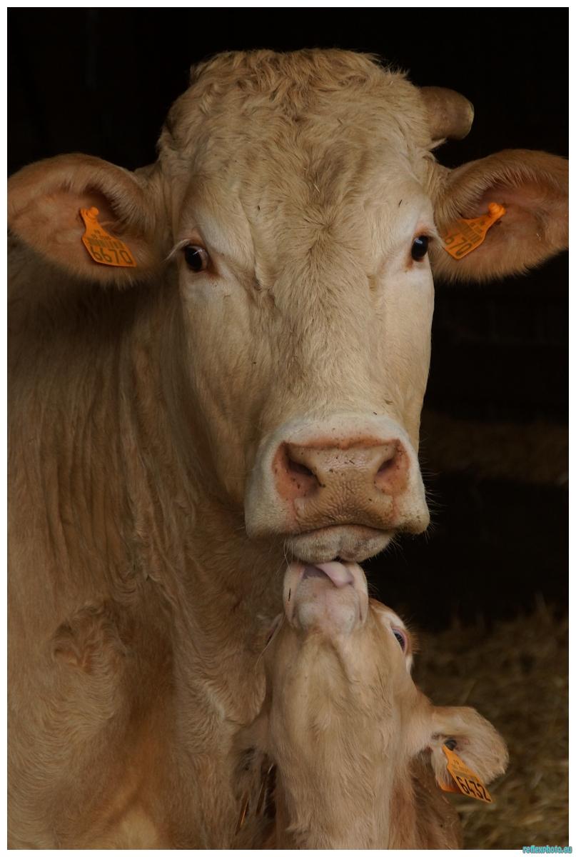 Amour vache...