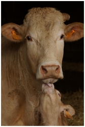 Amour vache...