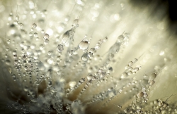 perles de pluie