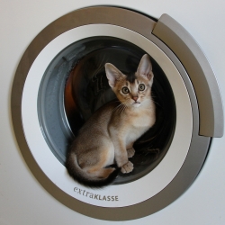 LE CHAT MACHINE, de Abyssin : Gagnant du concours avec 120 points (18 votes)