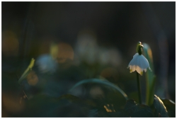 Nivéole d'un soir...