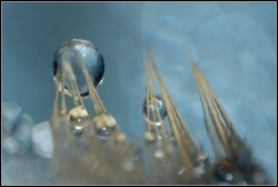 Perle bleue ....
