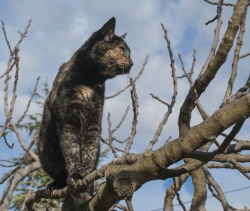 Chat perché, de lerom : 0 points (0 votes)