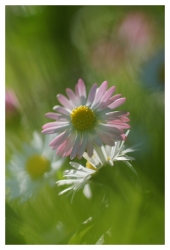Printemps