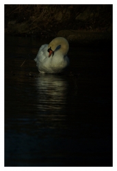 Cygne
