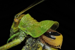 Ephippigère carénée(Uroménus rugosicollis)