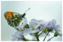Aurore sur cardamine des prés