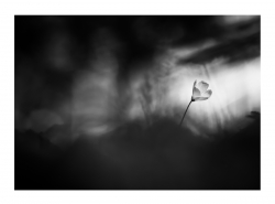 White hole