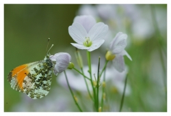 aurore male