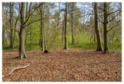 L'Arbre et la Forêt