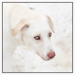 Good dog...