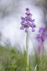 orchis suvage