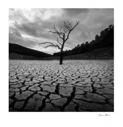 Arbre