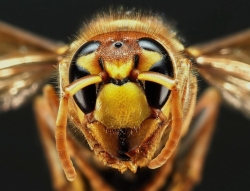 Autre portrait de Frelon