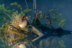 Canard branchu mâle