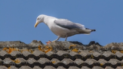 Un Goéland sur un toit brûlant