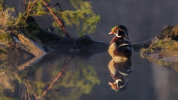 Canard branchu reprise...