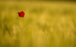 Comme une rose