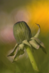 Pissenlit en herbe