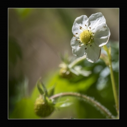 Petite fraise deviendra grande