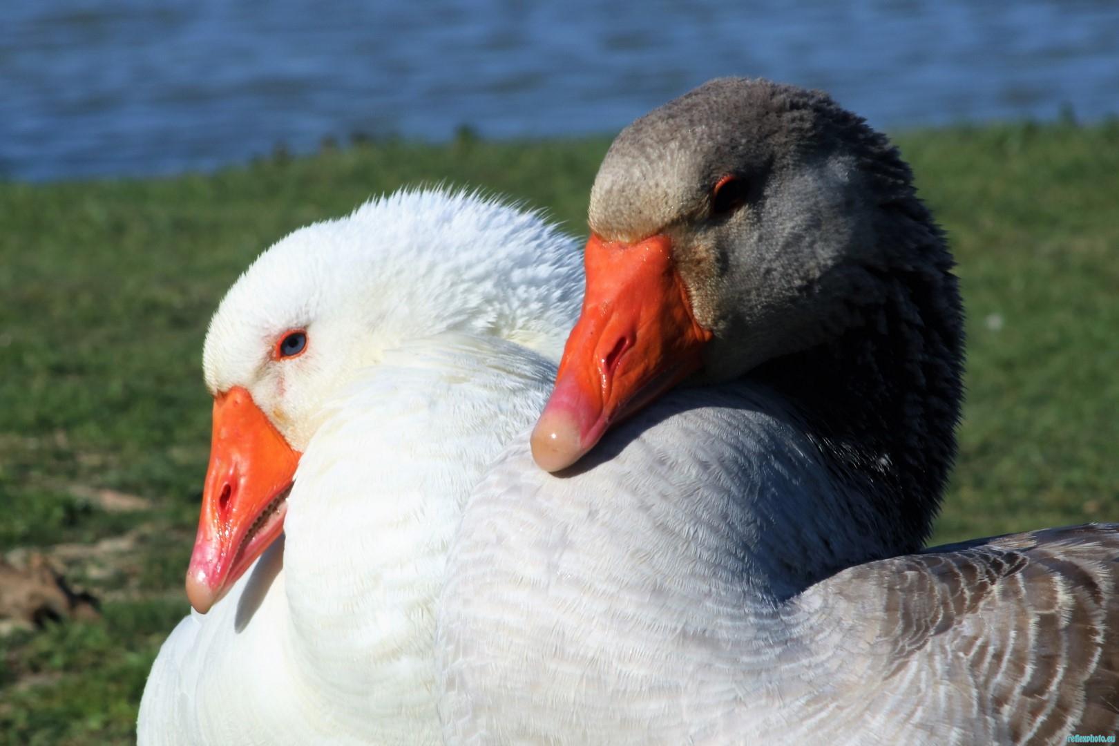 Tendresse.JPG
