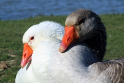 Tendresse.JPG