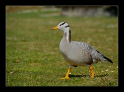 Portraits d' oies....