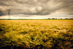 Orage et orge