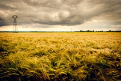Orage et orge