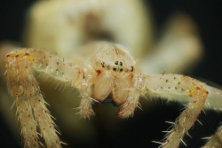 Portrait d'une Epeire diadème(Araneus diadematus)