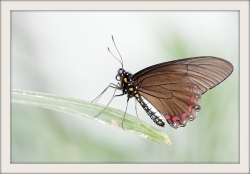 Pastel de papillon