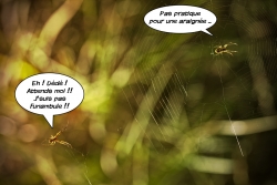 Les funambules