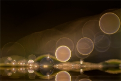 Reflet onirique