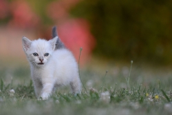 Minou (x4)
